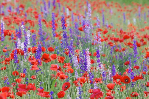 Bloom;Blossom;Blossoms;Blue;Floret;Flower;Floweret;Flowering;Flowers;Green;Petal;Petals;Pistel;Purple;Red;Stamen
