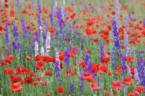 Bloom;Blossom;Blossoms;Blue;Floret;Flower;Floweret;Flowering;Flowers;Green;Petal;Petals;Pistel;Purple;Red;Stamen