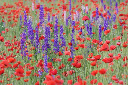Bloom;Blossom;Blossoms;Blue;Floret;Flower;Floweret;Flowering;Flowers;Green;Petal;Petals;Pistel;Purple;Red;Stamen