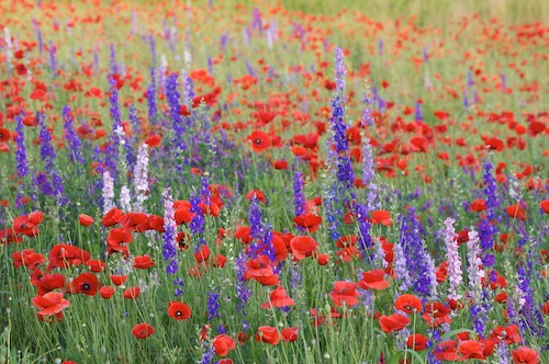 Bloom;Blossom;Blossoms;Blue;Floret;Flower;Floweret;Flowering;Flowers;Green;Petal;Petals;Pistel;Purple;Red;Stamen