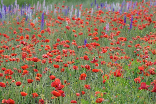 Bloom;Blossom;Blossoms;Blue;Floret;Flower;Floweret;Flowering;Flowers;Green;Petal;Petals;Pistel;Purple;Red;Stamen