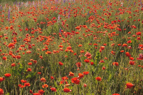 Bloom;Blossom;Blossoms;Blue;Floret;Flower;Floweret;Flowering;Flowers;Green;Petal;Petals;Pistel;Purple;Red;Stamen