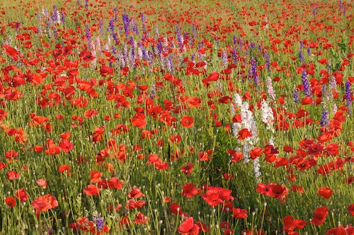 Bloom;Blossom;Blossoms;Blue;Floret;Flower;Floweret;Flowering;Flowers;Green;Petal;Petals;Pistel;Purple;Red;Stamen