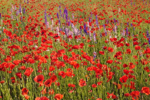 Bloom;Blossom;Blossoms;Blue;Floret;Flower;Floweret;Flowering;Flowers;Green;Petal;Petals;Pistel;Purple;Red;Stamen