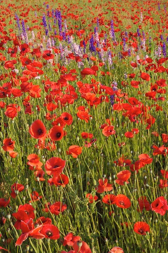 Bloom;Blossom;Blossoms;Blue;Floret;Flower;Floweret;Flowering;Flowers;Green;Petal;Petals;Pistel;Purple;Red;Stamen