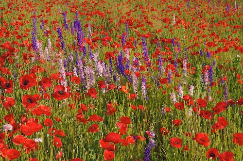 Bloom;Blossom;Blossoms;Blue;Floret;Flower;Floweret;Flowering;Flowers;Green;Petal;Petals;Pistel;Purple;Red;Stamen