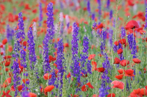 Bloom;Blossom;Blossoms;Blue;Floret;Flower;Floweret;Flowering;Flowers;Green;Petal;Petals;Pistel;Purple;Red;Stamen