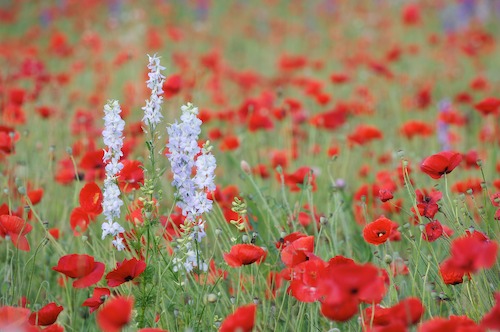 Bloom;Blossom;Blossoms;Blue;Floret;Flower;Floweret;Flowering;Flowers;Green;Petal;Petals;Pistel;Purple;Red;Stamen