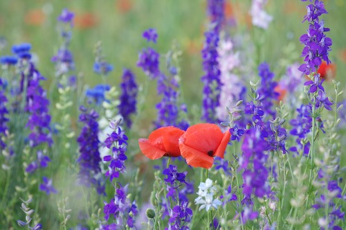 Bloom;Blossom;Blossoms;Blue;Floret;Flower;Floweret;Flowering;Flowers;Green;Petal;Petals;Pistel;Purple;Red;Stamen