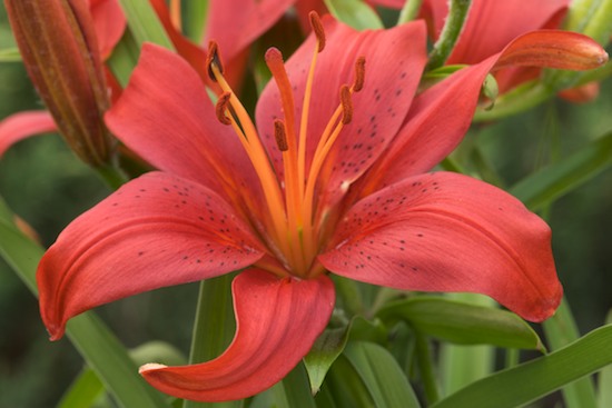 Bloom;Blossom;Blossoms;Floret;Flower;Floweret;Flowering;Flowers;Petal;Petals;Pistil;Red;Stamen