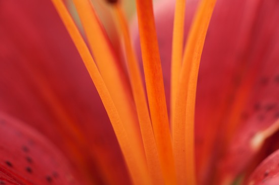 Abstract;Abstractions;Bloom;Blossom;Blossoms;Floret;Flower;Floweret;Flowering;Flowers;Patterns;Petal;Petals;Pistil;Red;Shapes;Stamen;Textures