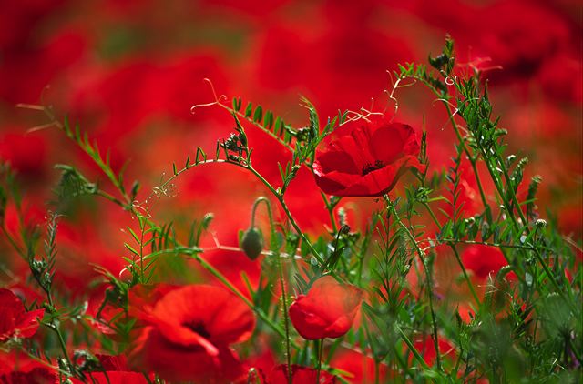 Abstract;Abstractions;Patterns;Shapes;Textures;Flower;Blooming;Blossom;Bloom;Plants;Flowering;Botanical;Nature;Petal;Garden;Colorful;Outdoor;Vegetation;Natural;Floral;Herb;Flowers;Stamen;Pistil;Stem