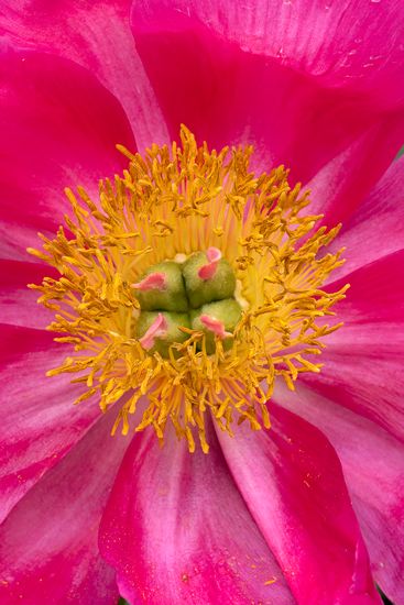 New York;Ithaca;Cornell Arboretum;Floret;Floweret;Stamen;Pistel;Petals;Petal;Blossoms;Blossom;Bloom;Flowers;Flower
