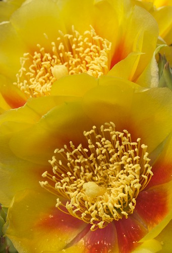 Bloom;Blossom;Blossoms;Floret;Flower;Floweret;Flowering;Flowers;Orange;Petal;Petals;Pistel;Red;Stamen;Yellow