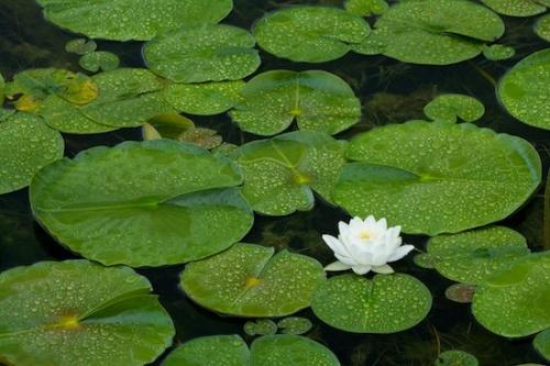 Black and White;Lake;Floret;Flowers;Floweret;Pond;lotus;Green;Petal;Bloom;Reservoir;Pool;Blossoms;Blossom;Water;Pistil;Flower;Stamen;White;Lagoon;Petals