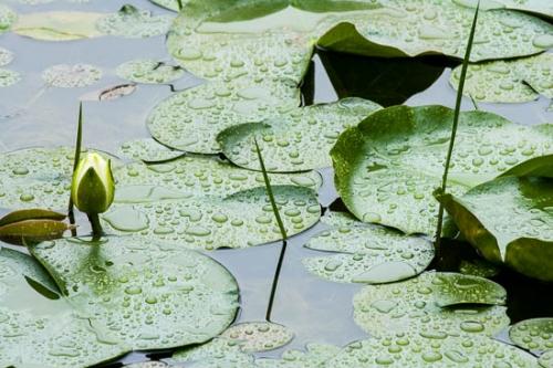 Bloom;Blossom;Blossoms;Floret;Flower;Floweret;Flowering;Flowers;Lagoon;Lake;New York;Personal;Petal;Petals;Pistil;Pond;Pool;Preparations;Reservoir;Stamen;Water;Wedding;bloom;bud;flora;floral