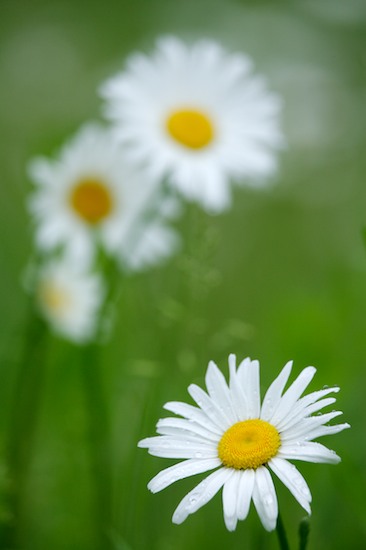 Abstract;Abstractions;Black and White;Bloom;Blossom;Blossoms;damp;Dew;dewy;drop;droplet;Floret;Flower;Floweret;Flowers;grass;Green;moisture;Patterns;Petal;Petals;Pistil;Shapes;Stamen;Textures;water;wet