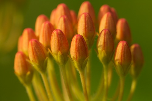 Bloom;Blossom;Blossoms;botanical;botanicals;botany;flora;Floret;Flower;Floweret;Flowering;Flowers;Green;greenery;herb;herbage;Orange;Petal;Petals;Pistel;plant;plants;shrub;Stamen;vegetation