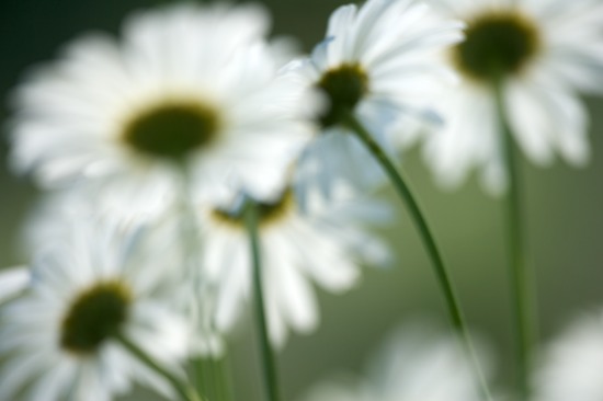 Abstract;Abstractions;Bloom;Blossom;Blossoms;Daisy;damp;Dew;dewy;drop;droplet;Floret;Flower;Floweret;Flowers;grass;Green;moisture;Patterns;Petal;Petals;Pistil;Shapes;Stamen;Summer;Textures;water;wet;White;Yellow