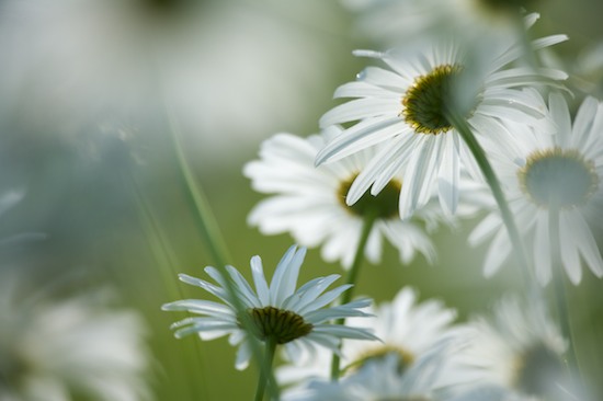 Abstract;Abstractions;Bloom;Blossom;Blossoms;Daisy;damp;Dew;dewy;drop;droplet;Floret;Flower;Floweret;Flowers;grass;Green;moisture;Patterns;Petal;Petals;Pistil;Shapes;Stamen;Summer;Textures;water;wet;White;Yellow