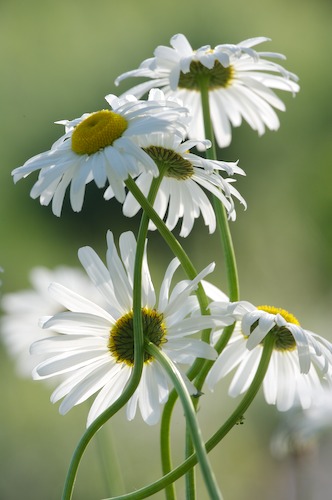 Abstract;Abstractions;Bloom;Blossom;Blossoms;damp;Dew;dewy;drop;droplet;Floret;Flower;Floweret;Flowers;grass;moisture;Patterns;Petal;Petals;Pistel;Shapes;Stamen;Textures;water;wet