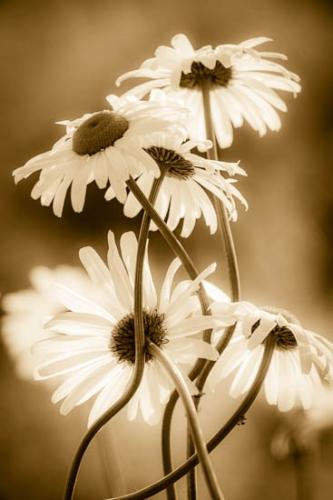 Abstract;Abstractions;Bloom;Blossom;Blossoms;Daisies;Damp;Dew;Drop;Droplet;Floret;Flower;Floweret;Flowers;Grass;Green;Moisture;Patterns;Petal;Petals;Pistil;Preparations;Shapes;Stamen;Stock categories;Textures;Water;Wedding;Wet;dewy;white yellow