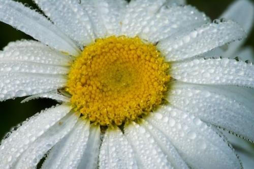 Blossoms;Floweret;Textures;moisture;Abstractions;Water;damp;Shapes;droplet;Stamen;Dew;Petal;wet;grass;Floret;Blossom;Patterns;Bloom;Petals;Pistil;Flowers;Abstract;dewy;Flower;drop