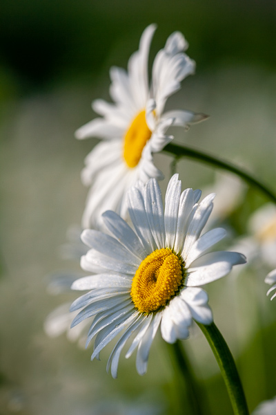 Abstract;Abstractions;Bloom;Blossom;Blossoms;Calm;Close-up;Daisies;Dew;Flora;Floral;Floret;Flower;Floweret;Flowering;Flowers;Flowers & Plants;Healing;Health care;Healthcare;Nature;Pastoral;Patterns;Petal;Petals;Pistil;Stamen;Stock categories;Sunlight;Sunshine;Textures;Water;Yellow;bloom;daisy;damp;dewy;drop;droplet;flora;floral;flower;grass;green;moisture;oneness;orange;peaceful;plants;restful;serene;shapes;soothing;sunlit;tranquil;wet;wildflower;zen