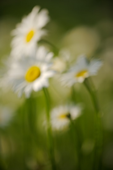 Abstract;Abstractions;Bloom;Blossom;Blossoms;damp;Dew;dewy;drop;droplet;Floret;Flower;Floweret;Flowers;grass;moisture;Patterns;Petal;Petals;Pistil;Shapes;Stamen;Textures;water;wet