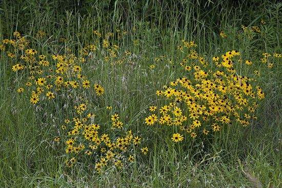 Louisiana;Talleula;Tensas River National Wildlife Refuge;Floret;Floweret;Stamen;Pistel;Petals;Petal;Blossoms;Blossom;Bloom;Flowers;Flower