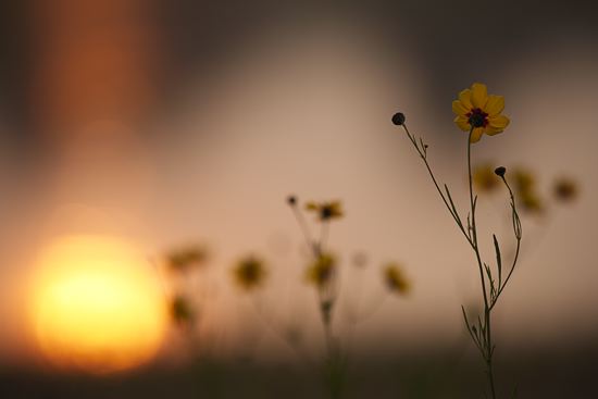 Break of Day;First Light;Daybreak;Dawn;Morning;Sun-up;Sunrise;Textures;Shapes;Patterns;Abstractions;Abstract;Floret;Floweret;Stamen;Pistel;Petals;Petal;Blossoms;Blossom;Bloom;Flowers;Flower;Evening;Dusk;Nightfall;Sundown;Sunset