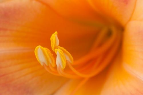 Abstract;Abstractions;Bloom;Blossom;Blossoms;Botanical;Calm;Close-up;Floral;Floret;Floweret;Flowering;Flowers;Flowers & Plants;Gold;Healing;Health care;Healthcare;Horizontal;Macro;Nature;Pastoral;Patterns;Petal;Petals;Pistil;Preparations;Stamen;Stock categories;Tan;Textures;Warm Colors;Warm Palette;Warm Tones;Wedding;Yellow;bloom;botanicals;color;flora;floral;flower;oneness;orange;peaceful;plant;plants;restful;serene;shapes;soothing;tranquil;zen