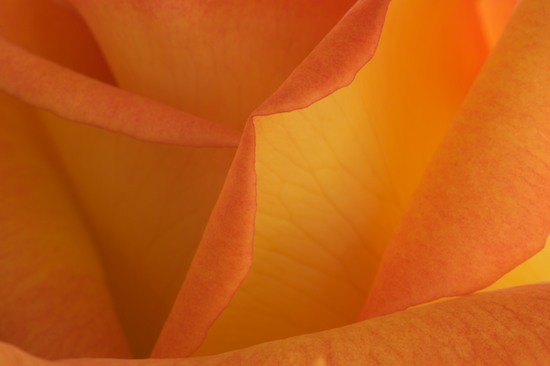 Abstract;Abstractions;Bloom;Blossom;Blossoms;Floret;Flower;Floweret;Flowering;Flowers;Orange;Patterns;Petal;Petals;Shapes;Textures