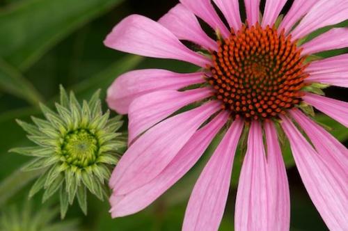 Shapes;Petal;Floweret;Illinois;Textures;Floret;Bloom;Brussels;Missouri;Patterns;Petals;Flowers;Pistil;Abstract;Stamen;Two Rivers National Wildlife Refuge;Echinacea purpurea;Blossoms;Flower;Blossom;Flowering;Green;Abstractions;Purple Coneflower;Swan Lake