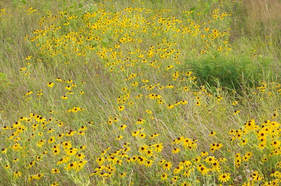 Bloom;Blossom;Blossoms;Brussels;Fields;fields;Floret;Flower;Floweret;Flowering;Flowers;Green;Illinois;Missouri;Petal;Petals;Pistel;Spring;Stamen;Summer;Swan Lake;Two Rivers National Wildlife Refuge;Yellow
