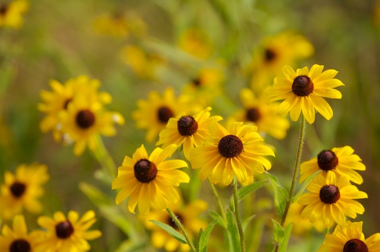 Bloom;Blossom;Blossoms;Brussels;Fields;fields;Floret;Flower;Floweret;Flowering;Flowers;Green;Illinois;Missouri;Petal;Petals;Pistel;Spring;Stamen;Summer;Swan Lake;Two Rivers National Wildlife Refuge;Yellow
