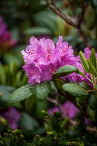 Bloom;Blooming;Blossom;Blossoms;Botanical;Calm;Colorful;Floral;Floweret;Flowering;Flowers;Healing;Health care;Healthcare;Herb;Natural;Nature;Outdoor;Petal;Photojournalism;Pistil;Rhododendron;Stamen;Stem;bloom;color;flora;floral;flower;garden;peaceful;plants;restful;serene;soothing;tranquil;vegetation