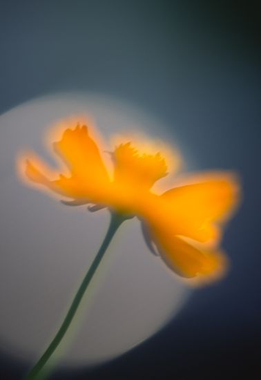 Pistil;Plants;Flowering;Flower;Stamen;Stem;Outdoor;Bloom;Petal;Nature;Natural;Garden;Blooming;Herb;Floral;close-up;Details;Flowers;Botanical;Blossom;Vegetation;Colorful