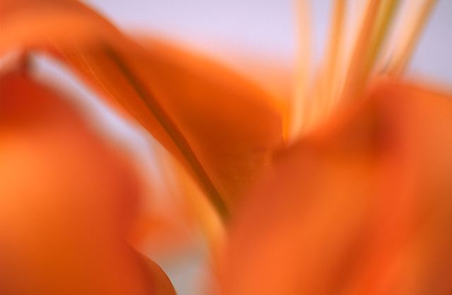 Flower;Blooming;Blossom;Bloom;Plants;Flowering;Botanical;Nature;Petal;Garden;Colorful;Outdoor;Vegetation;Natural;Floral;Herb;Flowers;Stamen;Pistil;Stem;Abstract;Abstractions;Patterns;Shapes;Textures