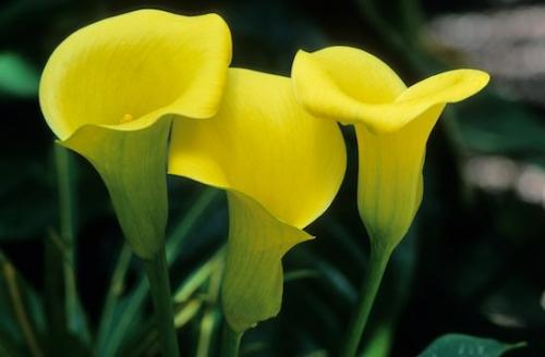 Gold;Flora;Flowers;Spring;Flowering;Flower;Bloom;Close-up;Plant;Plants;floral;Yellow;Green;Petals;Petal;Springtime