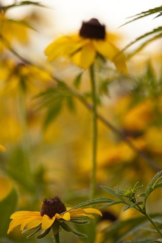 Tennessee;Columbia;Henry Horton;Floret;Floweret;Stamen;Pistel;Petals;Petal;Blossoms;Blossom;Bloom;Flowers;Flower