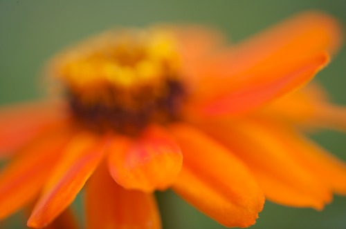 Bloom;Blossom;Blossoms;Floret;Flower;Floweret;Flowers;Green;Orange;Petal;Petals;Pistel;Stamen;Yellow