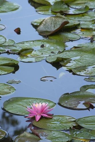 Floret;Floweret;Stamen;Pistel;Petals;Petal;Blossoms;Blossom;Bloom;Flowers;Flower