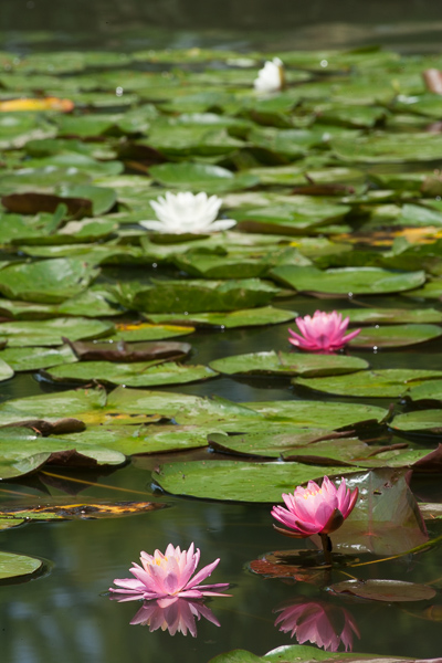 Bloom;Blossom;Blossoms;Botanical;Botanicals;Bud;Calm;Close-up;Concepts;Cool Colors;Cool Palette;Cool Tones;Flora;Floral;Floret;Flower;Floweret;Flowering;Flowers;Flowers & Plants;Green;Greens;Healing;Health care;Healthcare;Leaf;Leaves;Lotus;Mirror;Nature;Oneness;Pastoral;Personal;Petal;Petals;Pink;Pistil;Plant;Pool;Ripple;Stamen;Water;Waterscape;Wildflower;bloom;color;flora;floral;flower;lake;magenta;peaceful;plants;reflection;reflections;restful;serene;soothing;tranquil;vegetation;zen