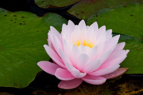 Bloom;Blossom;Blossoms;Floret;Flower;Floweret;Flowering;Flowers;Petal;Petals;Pistel;Stamen