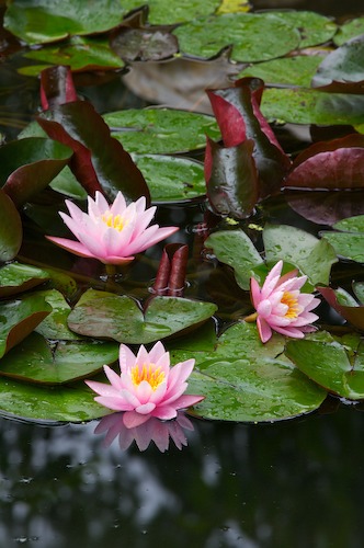 Bloom;Blossom;Blossoms;Damp;Dew;Dewy;Drop;Droplet;Floret;Flower;Floweret;Flowering;Flowers;Green;Magenta;Moisture;Petal;Petals;Pink;Pistel;Rain;Stamen;Water;Wet