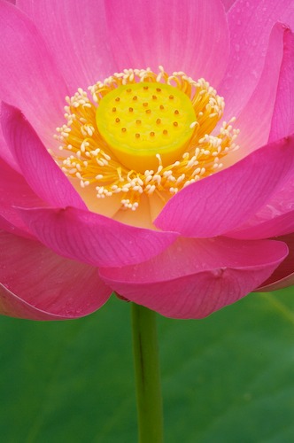 Bloom;Blossom;Blossoms;Floret;Flower;Floweret;Flowering;Flowers;Green;Magenta;Petal;Petals;Pink;Pistel;Stamen;Yellow