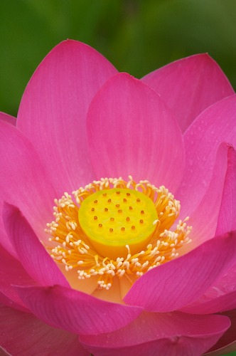 Bloom;Blossom;Blossoms;Floret;Flower;Floweret;Flowering;Flowers;Green;Magenta;Petal;Petals;Pink;Pistel;Stamen;Yellow