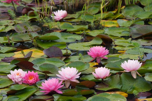 Bloom;Blossom;Blossoms;Floret;Flower;Floweret;Flowering;Flowers;Green;Magenta;Petal;Petals;Pink;Pistel;Stamen