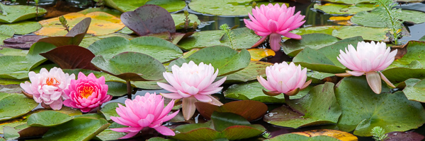 Bloom;Blossom;Blossoms;Color;Floret;Flower;Floweret;Flowering;Flowers;Flowers & Plants;Green;Healing;Health care;Healthcare;Leaf;Leaves;Lily Pads;Magenta;Nature;Oneness;Oriental;Panoramic;Pastoral;Peaceful;Petal;Petals;Pink;Pistil;Plant;Preparations;Red;Stamen;Water;Water Lily;Waterscape;Wedding;Wet;Wildflower;bloom;botanical;botanicals;calm;flora;floral;modern art;restful;serene;soothing;tranquil;water lillies;zen